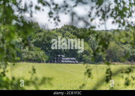 Des balles de foin enveloppées de polywrap noir et éloignées empilées, et vues à travers hedgerow. Métaphore Industrie agricole au Royaume-Uni, et utilisations plastiques dans l'agriculture. Banque D'Images