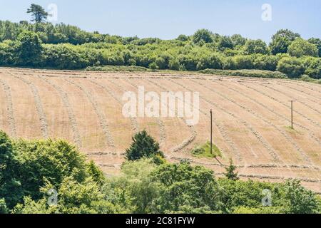 Balles de foin enveloppées de papier de polyéthylène noir lointain sous le soleil d'été. Métaphore Industrie agricole britannique, et aussi utilisations plastiques, plastiques à la campagne. Banque D'Images