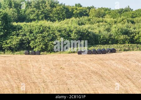 Balles de foin enveloppées de papier de polyéthylène noir lointain sous le soleil d'été. Métaphore Industrie agricole britannique, et aussi utilisations plastiques, plastiques à la campagne. Banque D'Images