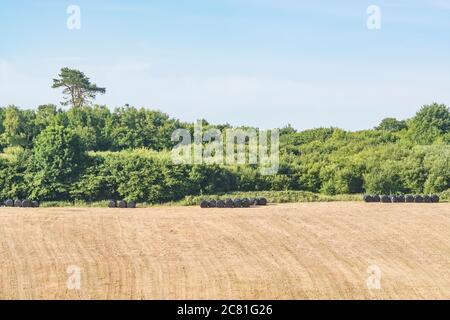 Balles de foin enveloppées de papier de polyéthylène noir lointain sous le soleil d'été. Métaphore Industrie agricole britannique, et aussi utilisations plastiques, plastiques à la campagne. Banque D'Images