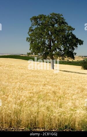 Majestueux chêne dans un champ doré de blé dans le comté de San Luis Obispo, Californie Banque D'Images