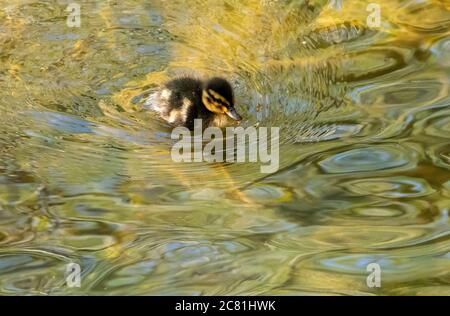 Un caneton pallard sur le bassin du moulin du village, Chipping, Preston, Lancashire, Angleterre, Royaume-Uni. Banque D'Images