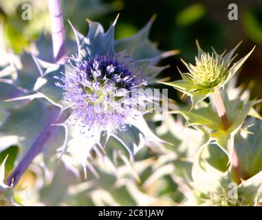 Gros plan de Purple Eryngium maritimum Sea Holly croissant dans les dunes de sable de Somo Beach Santander Cantabria Espagne Banque D'Images