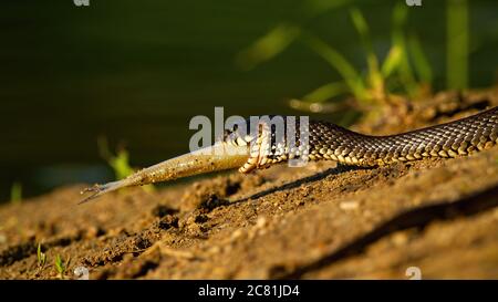 Serpent à herbe tenant un poisson à la bouche sur la rive au coucher du soleil. Banque D'Images
