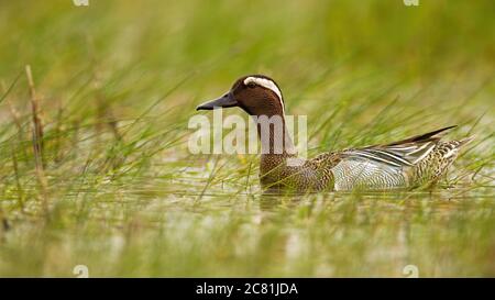 Garganey nageant dans le marais en été nature. Banque D'Images