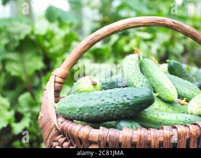 Un panier en bois se dresse sur la toile de fond d'une plante de légumes de concombre. Beaux concombres verts dans l'agriculture, l'agriculture Banque D'Images