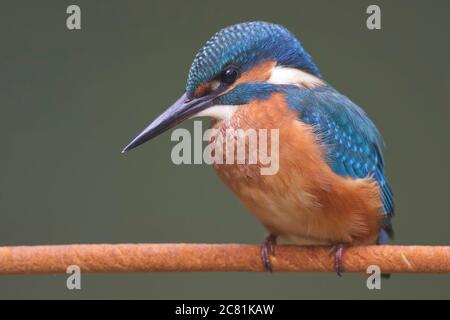 Un jeune Kingfisher commun (Alcedo atthis) au bord de la rivière sur une belle branche, regardant dans l'eau, attendant un poisson. Banque D'Images