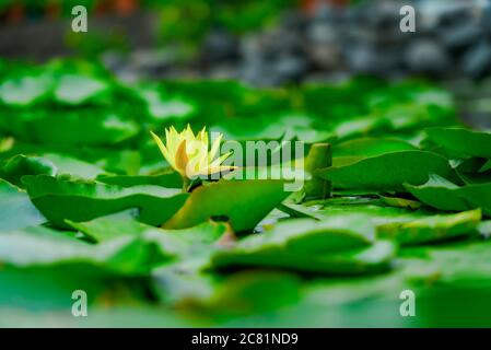 Fleur de lotus jaune en fleurs avec beaucoup de feuilles vertes dans l'étang. Fleur vive et douce au point. Paysage exotique Banque D'Images