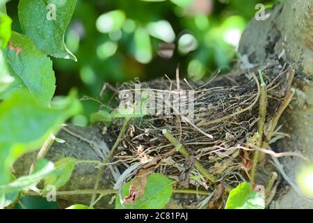 Gros plan du nid d'un oiseau de miel abandonné sur une pomme plante sur fond de nature floue Banque D'Images