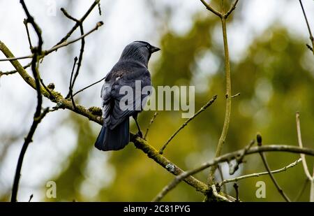 Un Jackdaw dans un arbre, Chipping, Preston, Lancashire, Royaume-Uni Banque D'Images