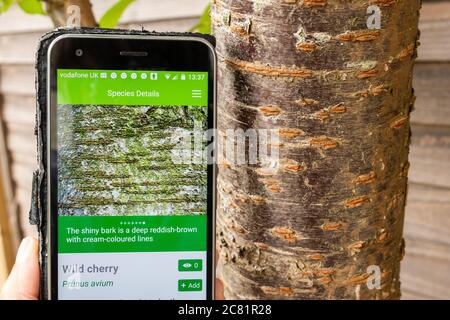 Application British Trees de Woodland Trust sur un téléphone mobile pour l'identification des espèces d'arbres britanniques, à côté de l'écorce d'un cerisier sauvage Banque D'Images