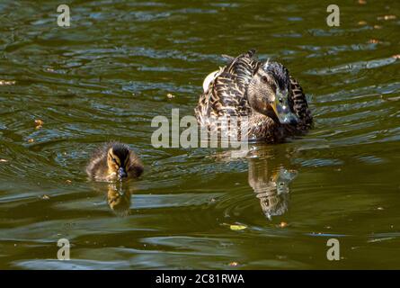 Un canard malard et un caneton sur l'étang du moulin du village, Chipping, Preston, Lancashire, Angleterre, Royaume-Uni. Banque D'Images