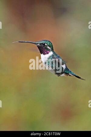 White-bellied Woodstar (mulsant Chaetocercus) mâle adulte en vol stationnaire Bogota, près de Bogota, Colombie Novembre Banque D'Images