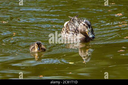 Un canard malard et un caneton sur l'étang du moulin du village, Chipping, Preston, Lancashire, Angleterre, Royaume-Uni. Banque D'Images