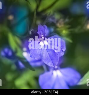 Jardin Lobelia fleurs en fleur Banque D'Images