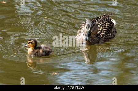 Un canard malard et un caneton sur l'étang du moulin du village, Chipping, Preston, Lancashire, Angleterre, Royaume-Uni. Banque D'Images