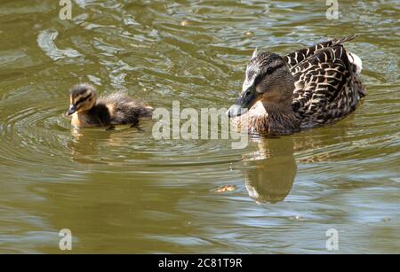 Un canard malard et un caneton sur l'étang du moulin du village, Chipping, Preston, Lancashire, Angleterre, Royaume-Uni. Banque D'Images