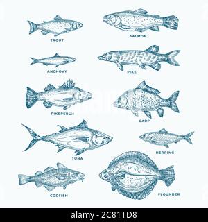 Ensemble de dix poissons de mer ou de mer et de rivière dessinées à la main. Une collection de saumon et de thon ou de brochet et anchois, hareng, truite, Carp Sketches Silhouettes. Illustration de Vecteur