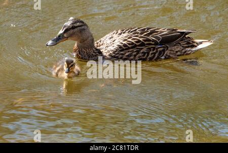 Un canard malard et un caneton sur l'étang du moulin du village, Chipping, Preston, Lancashire, Angleterre, Royaume-Uni. Banque D'Images