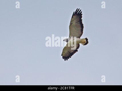 White-tailed Hawk (Geranoaetus albicaudatus) adult in flight  Nueva Dolima, Colombia        November Stock Photo