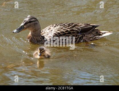 Un canard malard et un caneton sur l'étang du moulin du village, Chipping, Preston, Lancashire, Angleterre, Royaume-Uni. Banque D'Images