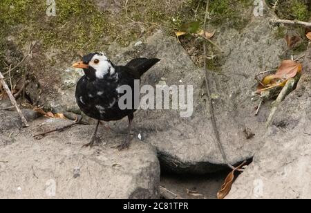 Un blackbird avec des plumes blanches attrayantes le faisant se démarquer de la foule dans un jardin, Preston, Lancashire. Le mâle blackbird a le leucisme, un gène Banque D'Images