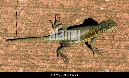 Photo à grand angle d'un lézard vert sur un rouillé surface Banque D'Images