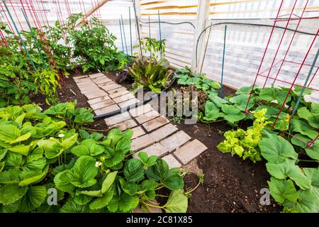 Jardin potager résidentiel au début de l'été. Banque D'Images