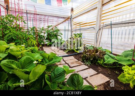 Jardin potager résidentiel au début de l'été. Banque D'Images