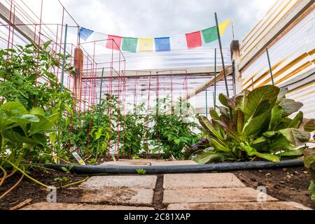 Les drapeaux bouddhistes de prière survolent le jardin potager résidentiel du début de l'été. Banque D'Images