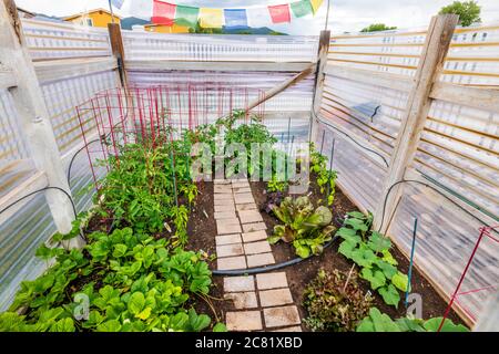 Les drapeaux bouddhistes de prière survolent le jardin potager résidentiel du début de l'été. Banque D'Images