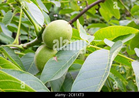 Noix mûres sur un noyer (nom latin : Juglans regia) Banque D'Images