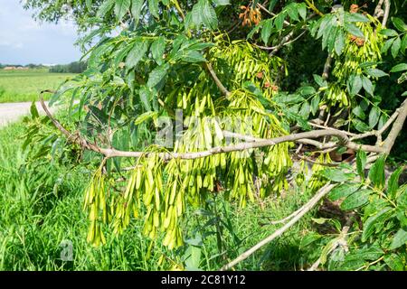 Graines de frêne européen (Fraxinus excelsior). Graines également appelées 'Keys' ou 'hélicoptères'. Banque D'Images