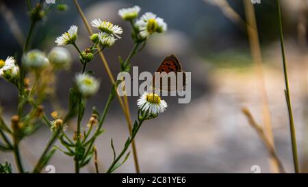 Un papillon est placé sur une fleur de camomille contre un pré vert. Couleurs de l'été en pleine floraison le jour de juillet Banque D'Images