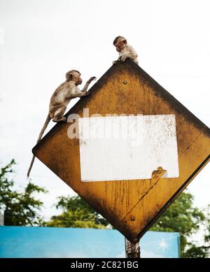 Des singes-bébés jouant sur un panneau de rue à Lophuri, Thaïlande, Asie du Sud-est Banque D'Images