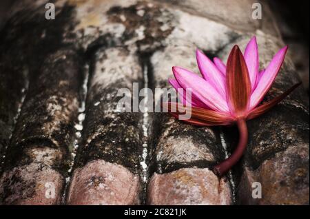 Fleur de Lotus placée au pied d'une statue de Bouddha dans le parc historique de Sukhothai dans la province de Sukhothai, Thaïlande, Asie du Sud-est Banque D'Images