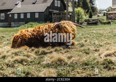 Gros plan de bétail de campagne dans le champ.Highland Cow dans un pâturage regardant la maison rurale de caméra dans le fond.Hairy yak dans les montagnes tchèques Banque D'Images