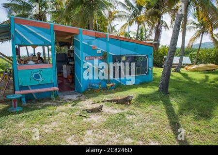 23,2019 septembre : iguane verte au Tamarind Reef Resort avec cabane sur la plage et palmiers sur Sainte-Croix dans les îles Vierges américaines Banque D'Images