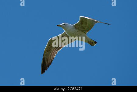 Un mouette à pattes jaunes survolant des terres agricoles à la recherche d'œufs et de poussins, Chipping, Preston, Lancashire, Royaume-Uni Banque D'Images