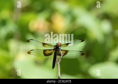 Veuve Skimmer Dragonfly reposant sur une branche avec ses ailes transparentes s'étaler montrant les taches sombres près du corps et dehors sur les bouts. Banque D'Images