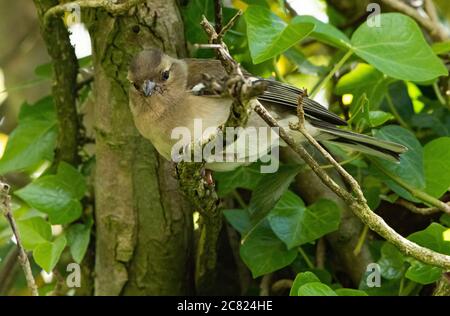 Une femme Chaffinch, Chipping, Preston, Lancashire, Royaume-Uni Banque D'Images