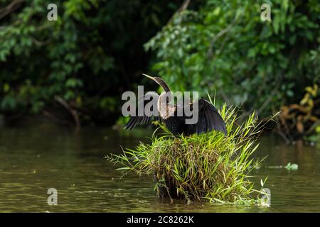 Une femelle Anhinga, Anhinga anhinga, se trouve sur une souche dans une rivière et se répand ses ailes pour sécher dans le parc national de Tortuguero, au Costa Rica Banque D'Images