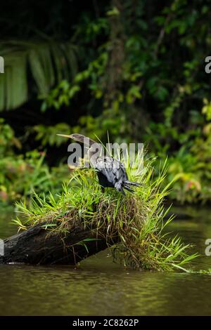 Une femelle Anhinga, Anhinga anhinga, perche sur une souche d'arbre dans un fleuve dans le parc national de Tortuguero, au Costa Rica. Banque D'Images