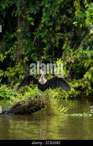 Une femelle Anhinga, Anhinga anhinga, se trouve sur une souche dans une rivière et se répand ses ailes pour sécher dans le parc national de Tortuguero, au Costa Rica Banque D'Images