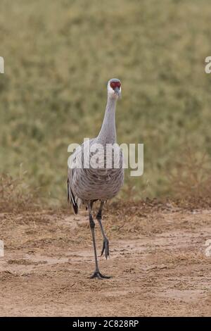 Une grue de sable, Antigone canadensis, marchant dans un champ dans la réserve naturelle nationale Bosque del Apache au Nouveau-Mexique, États-Unis. Banque D'Images