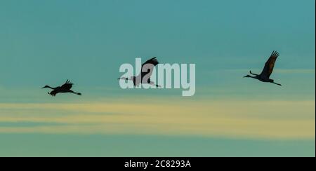 Trois grues du Canada, Antigone canadensis, en vol avec des nuages colorés au coucher du soleil dans la réserve naturelle nationale Bosque del Apache, Nouveau-Mexique. Banque D'Images