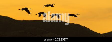 Un petit troupeau de cinq grues du Canada, Antigone canadensis, volent en formation avec un ciel coloré au coucher du soleil dans la réserve naturelle nationale de Bosque del Apache Banque D'Images