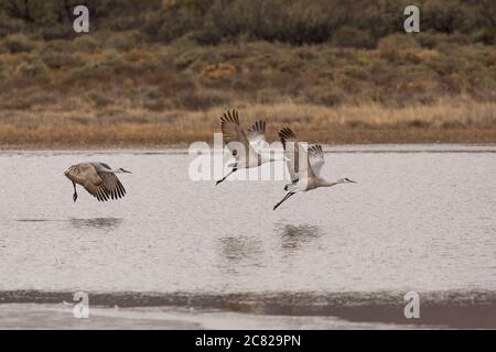 Trois grues du Canada, Antigone canadensis, prennent l'avion dans la réserve naturelle nationale Bosque del Apache, Nouveau-Mexique, États-Unis. Banque D'Images