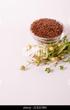 Gros plan sur les graines de lin dans une cuillère en bois. Composition avec , graines de lin, et plantes sur fond blanc. Bio aliments sains. Banque D'Images