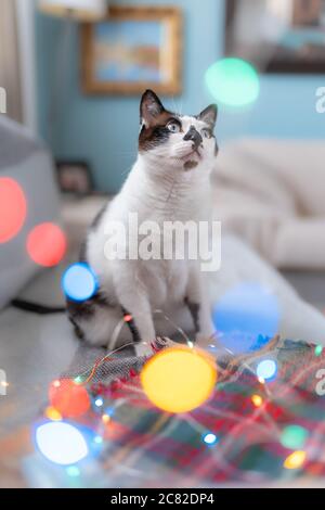 Photo verticale. Chat noir et blanc avec les yeux bleus assis entre la lumière colorée Banque D'Images